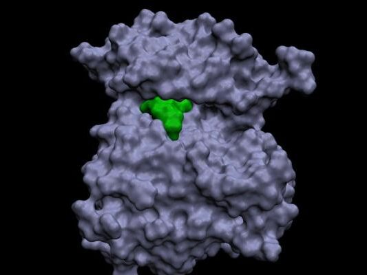 Die HER2-Genmutation verkleinert den Angriffspunkt für Wirkstoffe massiv Die HER2-Genmutation verkleinert den Angriffspunkt für Wirkstoffe massiv