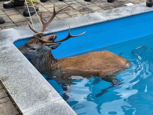 Der Hirsch nahm in Ruhe ein Bad