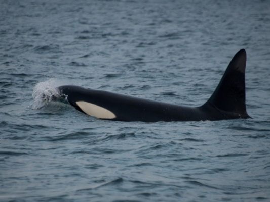 Zuletzt kam es immer öfter zu Zusammentreffen von Orcas und Menschen Zuletzt kam es immer öfter zu Zusammentreffen von Orcas und Menschen