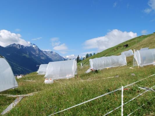 Auch im Stubaital laufen Versuche zu Auswirkungen des Klimawandels auf Almwiesen