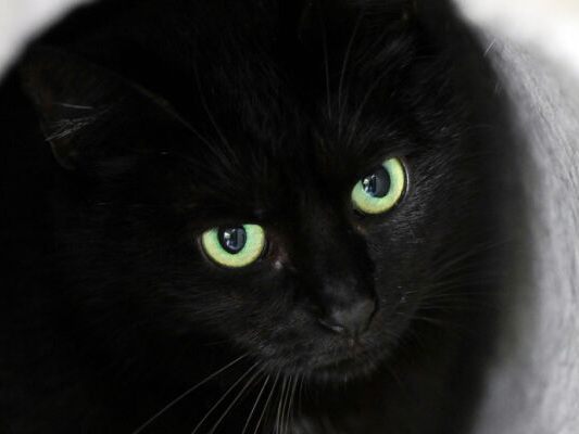 Katzen werden bei Ritualen missbraucht
