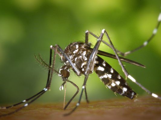 Stechmücken wie die Tigermücke sind auf dem Vormarsch