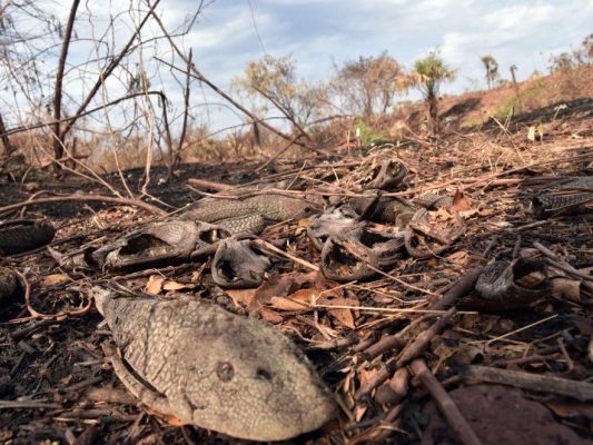 Waldbrände zerstören ganze Ökosysteme