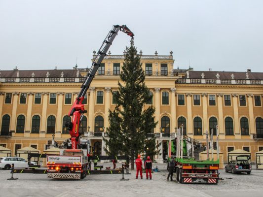 160 Jahre alte Fichte aus dem Pinzgau 160 Jahre alte Fichte aus dem Pinzgau