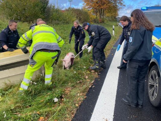 Das Schwein hatte sich auf die Fahrbahn verirrt