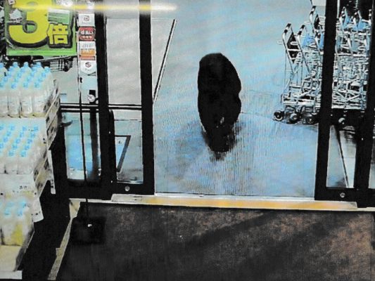 Der Klimawandel treibt hungrige Bären in japanische Dörfer