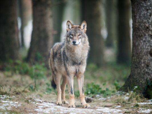 Studie soll Grundlagen für effektives Wolfsmanagement bieten