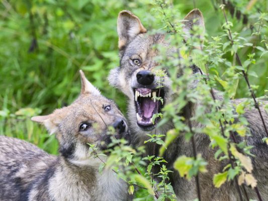 In Tirol will man weiter scharf gegen Wölfe vorgehen