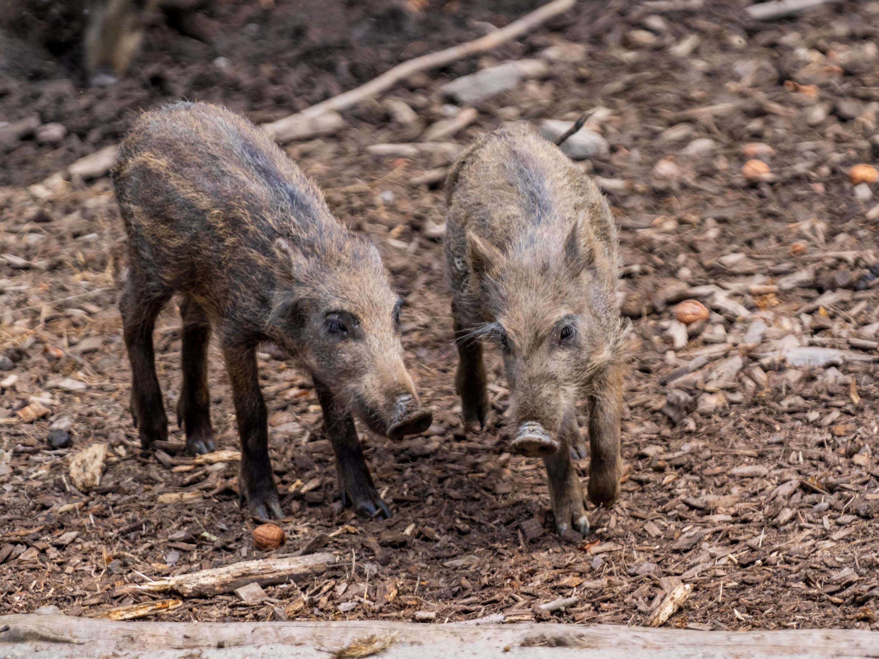 Die Stadt Feldkirch investiert in den Wildpark.