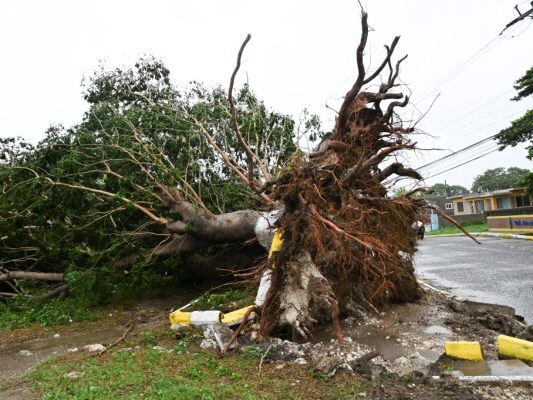 Auf dem Foto sieht man einen großen Baum neben einer Straße liegen. Die Wurzeln von dem Baum sind aus der Erde herausgerissen.