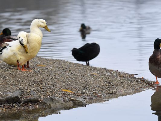 Auf dem Bild sieht man mehrere Enten bei einem Gewässer.