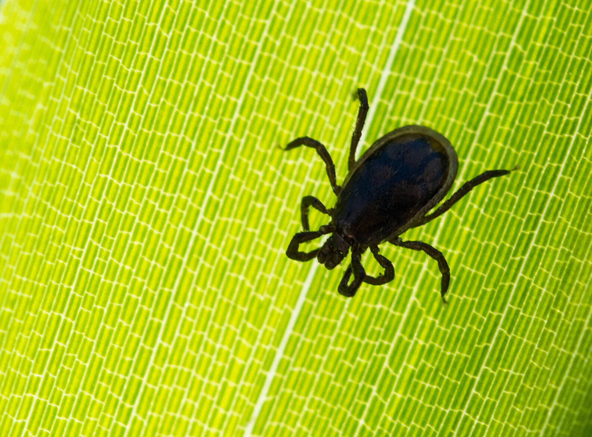 MedUni-Auswertung: FSME-Impfung verhinderte 10.000 Erkrankungen