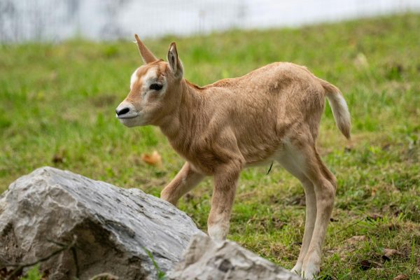 ABD0056_20251003 – KRENGLBACH – STERREICH: ++ HANDOUT ++ ZU APA0049 VOM 3.10.2025 – Im Zoo Schmiding in Krenglbach bei Wels sind zwei Sbelantilopen auf die Welt gekommen (siehe undatiertes Archivbild). Ungewhnlich spt im Jahr – Hauptgeburtszeit ist im Frhjahr und Sommer -, gesund und munter wurden die beiden Jungtiere innerhalb weniger Tage geboren. – FOTO: […]