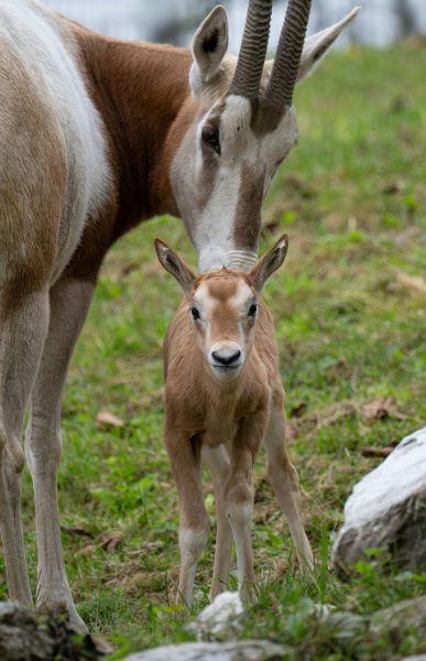 ABD0057_20251003 – KRENGLBACH – STERREICH: ++ HANDOUT ++ ZU APA0049 VOM 3.10.2025 – Im Zoo Schmiding in Krenglbach bei Wels sind zwei Sbelantilopen auf die Welt gekommen (siehe undatiertes Archivbild). Ungewhnlich spt im Jahr – Hauptgeburtszeit ist im Frhjahr und Sommer -, gesund und munter wurden die beiden Jungtiere innerhalb weniger Tage geboren. – FOTO: […]