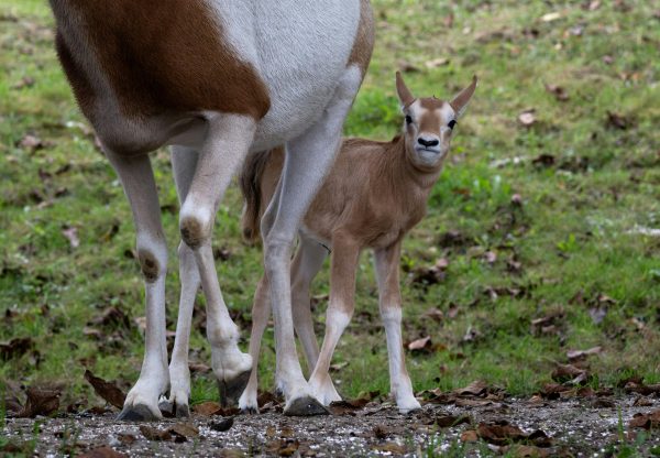 ABD0058_20251003 – KRENGLBACH – STERREICH: ++ HANDOUT ++ ZU APA0049 VOM 3.10.2025 – Im Zoo Schmiding in Krenglbach bei Wels sind zwei Sbelantilopen auf die Welt gekommen (siehe undatiertes Archivbild). Ungewhnlich spt im Jahr – Hauptgeburtszeit ist im Frhjahr und Sommer -, gesund und munter wurden die beiden Jungtiere innerhalb weniger Tage geboren. – FOTO: […]