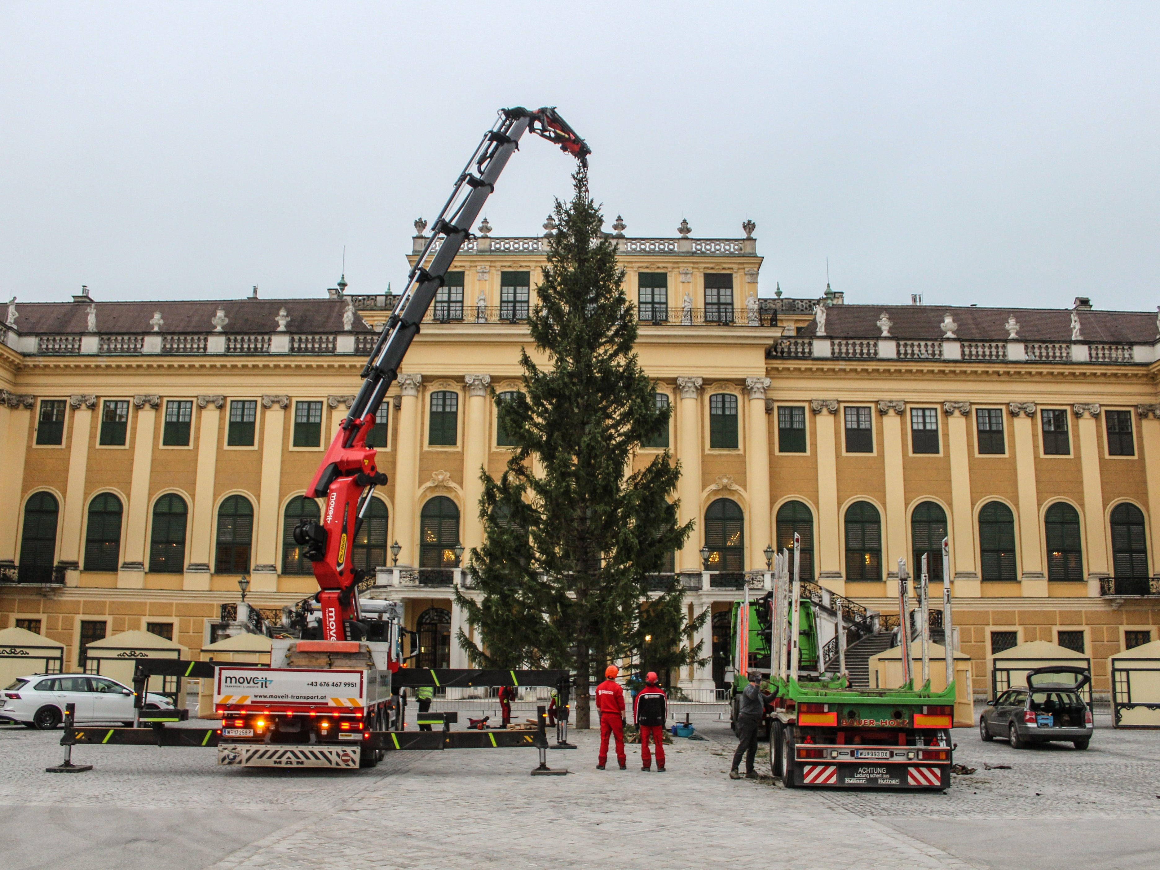 Die 160 Jahre alte Fichte bringt Vorfreude auf den Weihnachtsmarkt beim Schloss Schönbrunn.