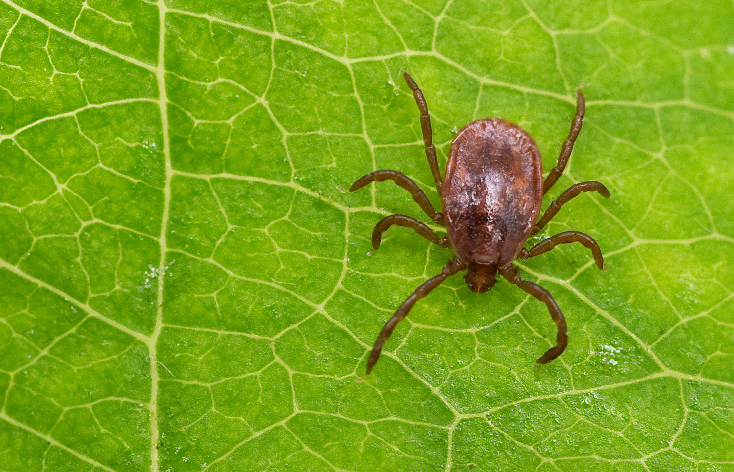 FSME-Impfung verhinderte mehr als 10.000 Erkrankungen in Österreich