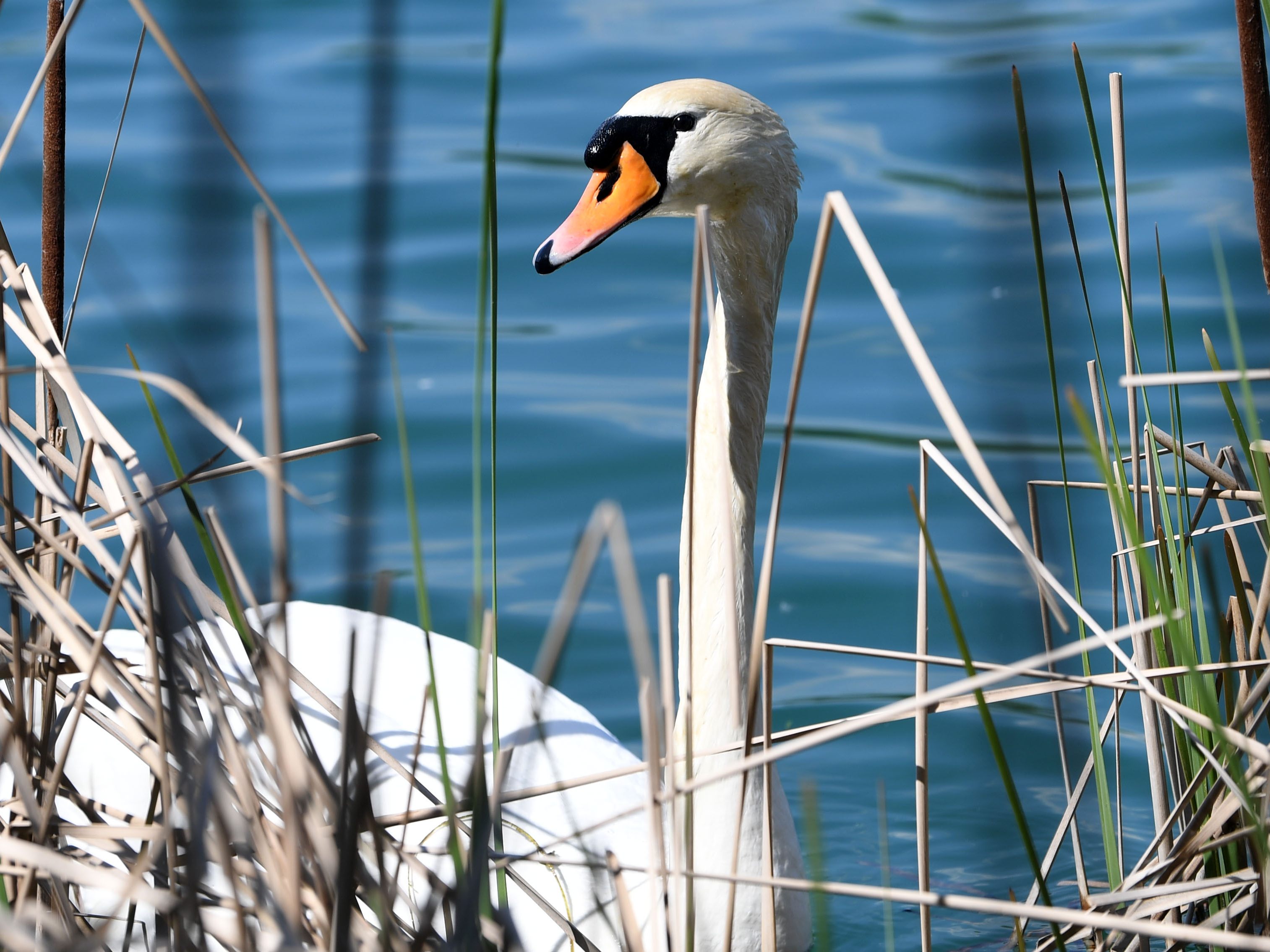 Österreich bleibt von Vogelgrippe nicht verschont. Österreich bleibt von Vogelgrippe nicht verschont.