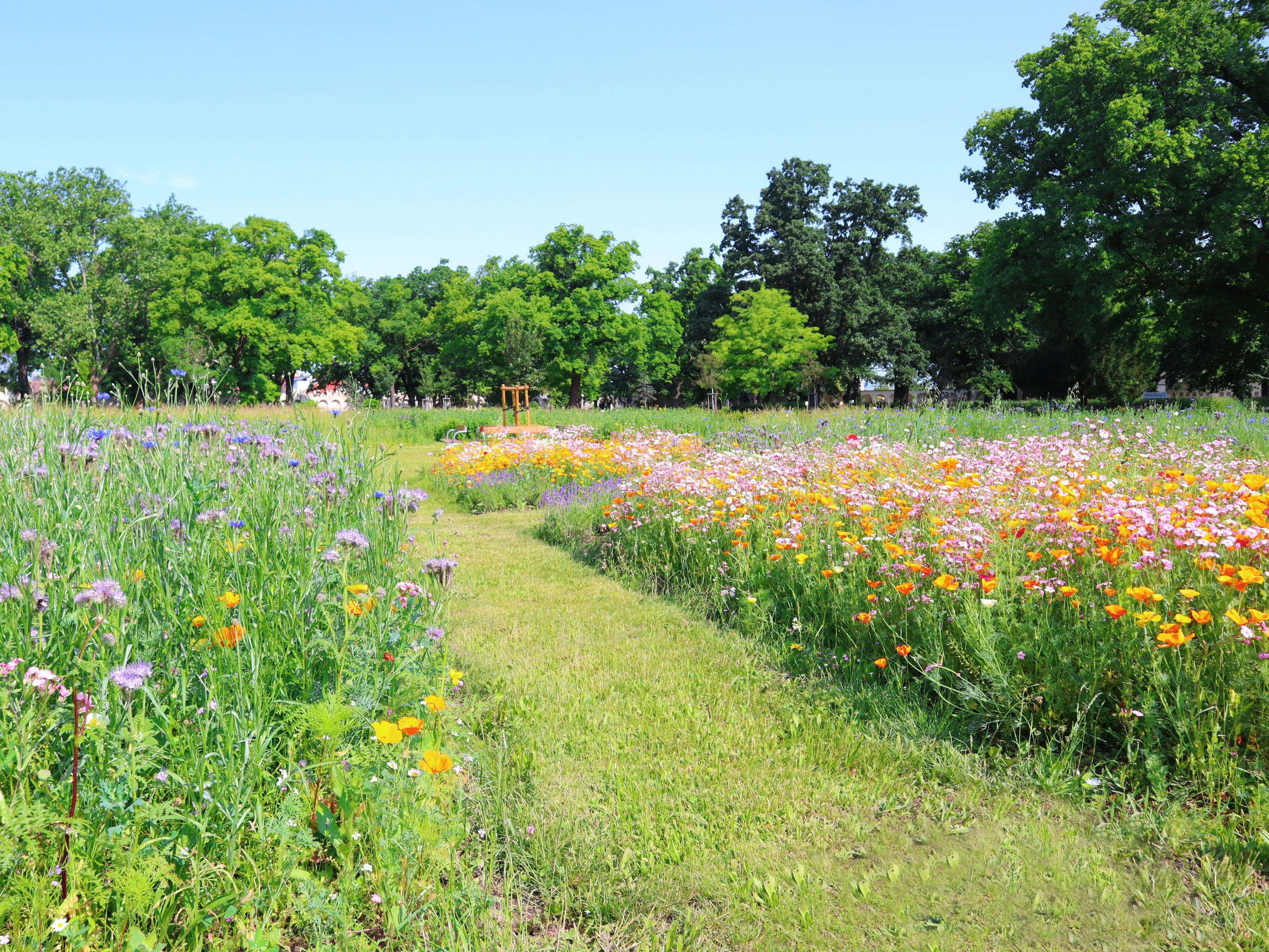 Am Friedhof Feuerhalle Simmering werden ab dem Frühjahr 2026 Blumenwiesengräber für Urnen angeboten. Am Friedhof Feuerhalle Simmering werden ab dem Frühjahr 2026 Blumenwiesengräber für Urnen angeboten.