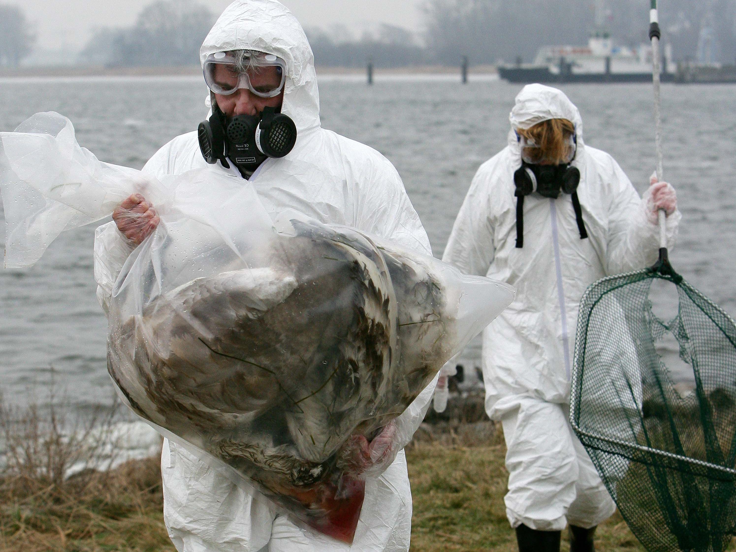 Tiersterben breitet sich über Deutschland aus (Archivbild)