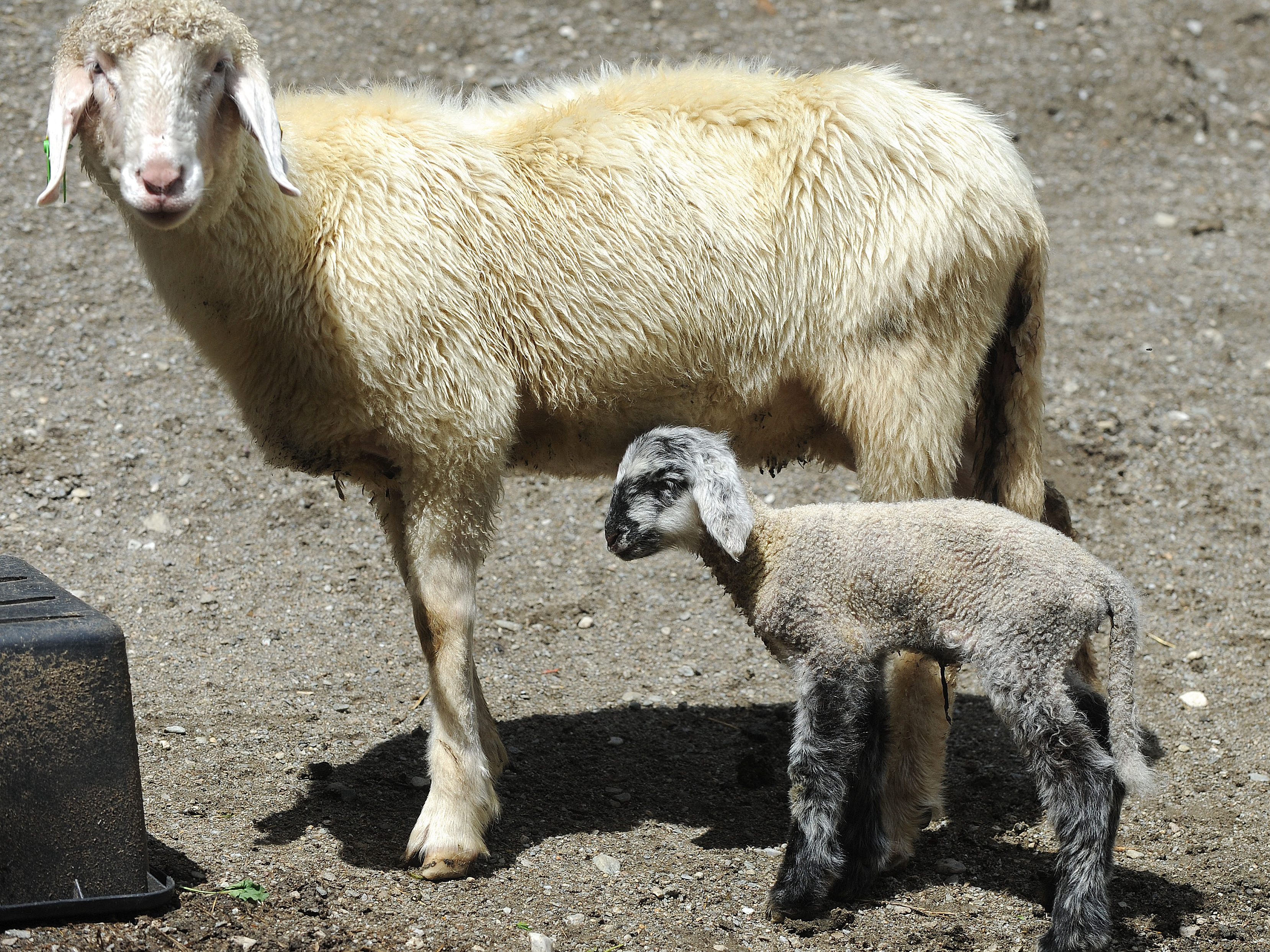 Ein Schaf und ein Junges. Ein Schaf und ein Junges.