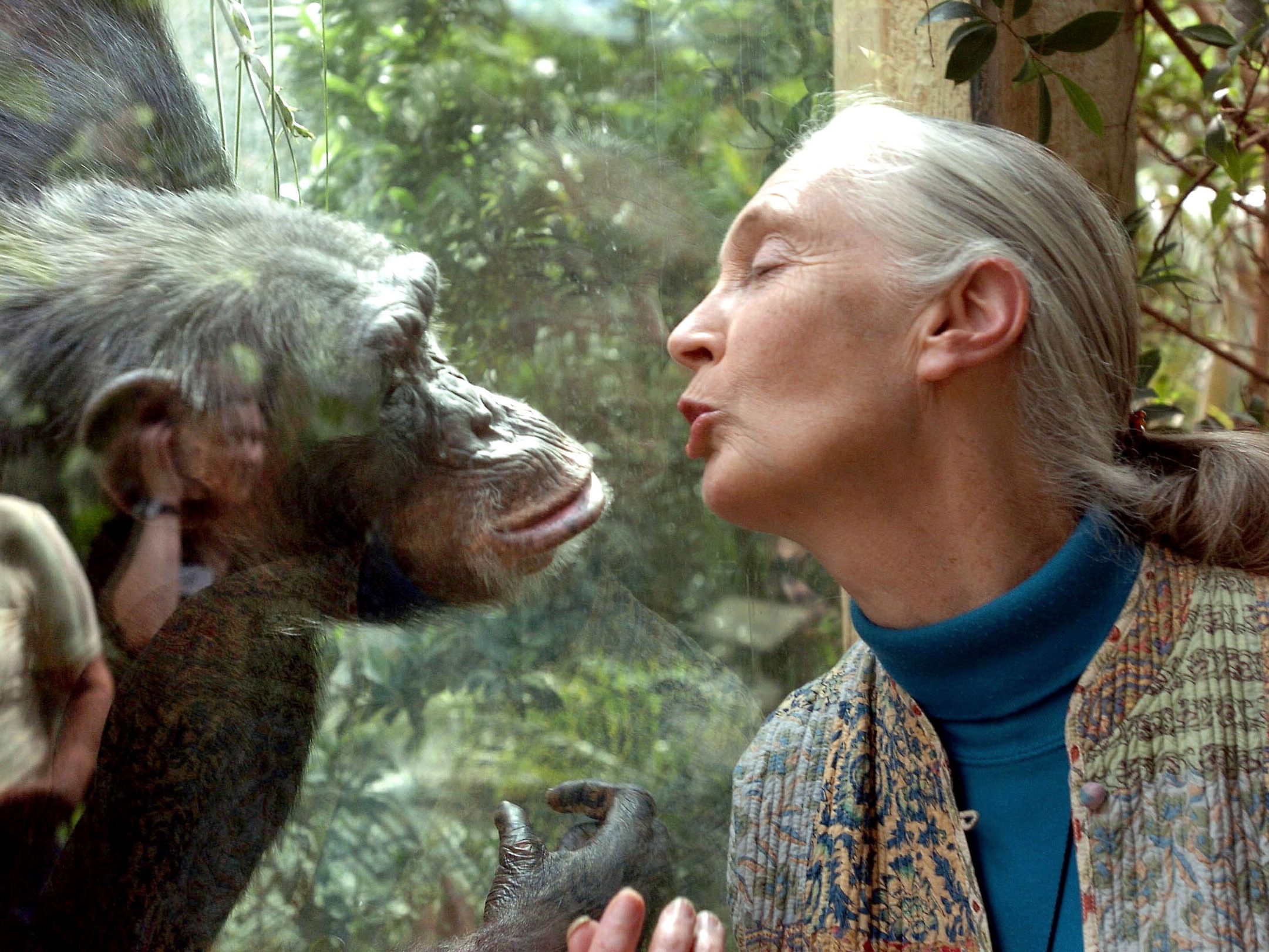Der Tod von Jane Goodall sorgt für weltweite Trauer.