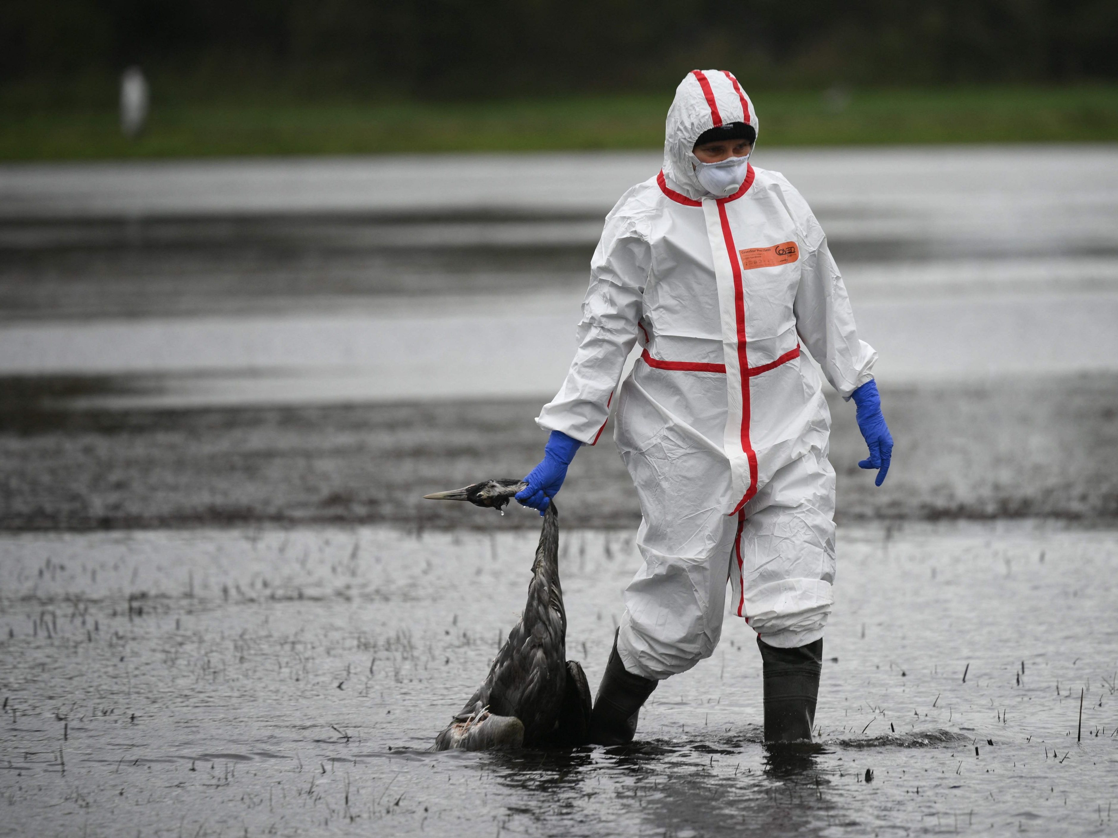 Vogelgrippe in Österreich angekommen.