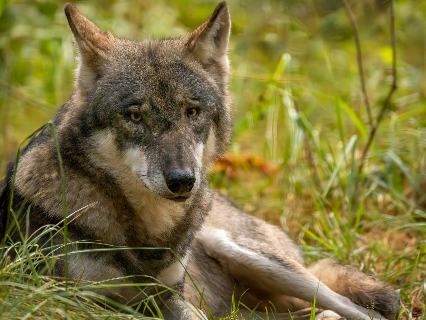 In Niederösterreich kam es erstmals zu einem Wolfsabschuss.