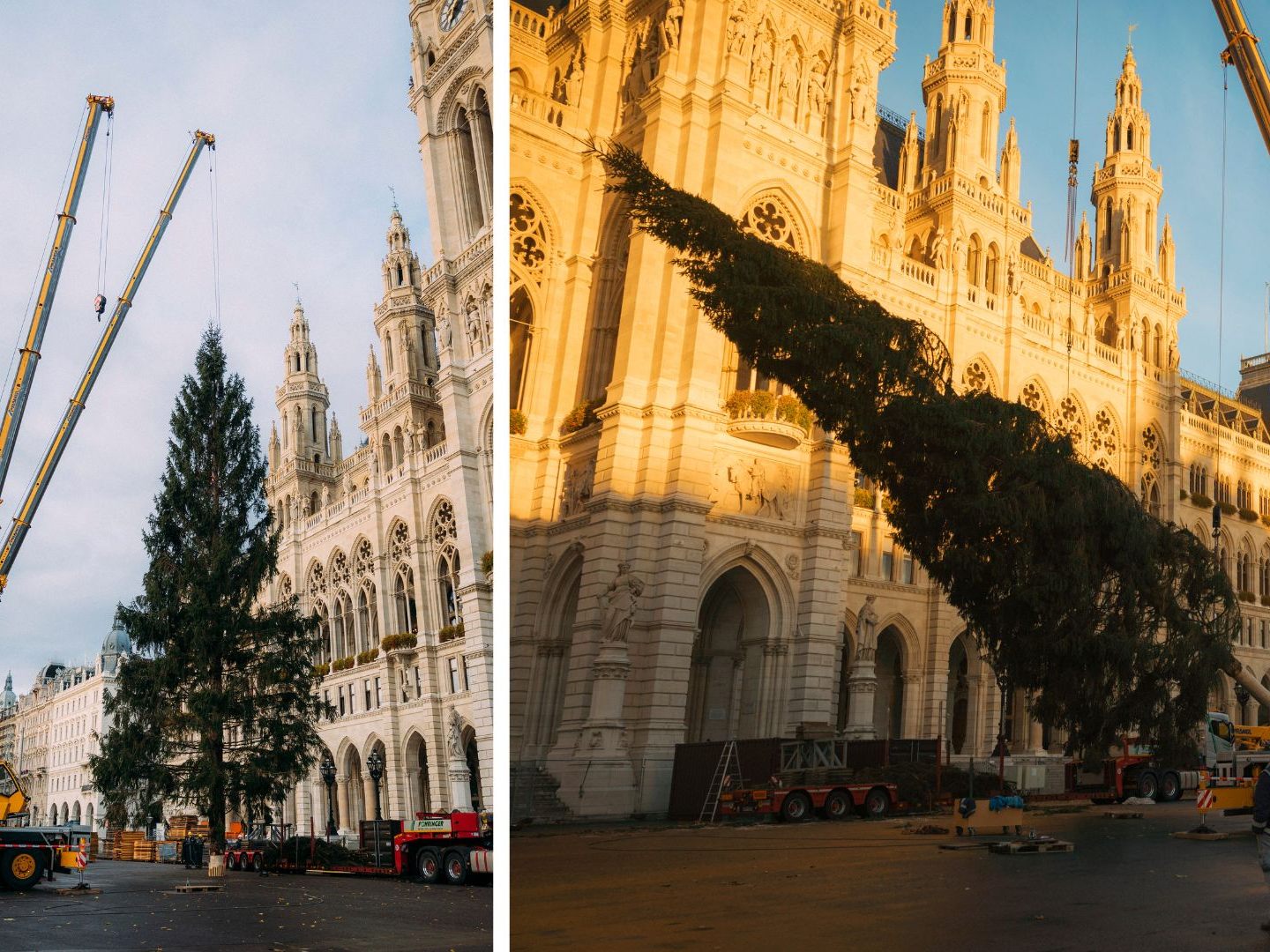 Der Weihnachtsbaum am Wiener Christkindlmarkt stammt heuer aus Tirol. Der Weihnachtsbaum am Wiener Christkindlmarkt stammt heuer aus Tirol.