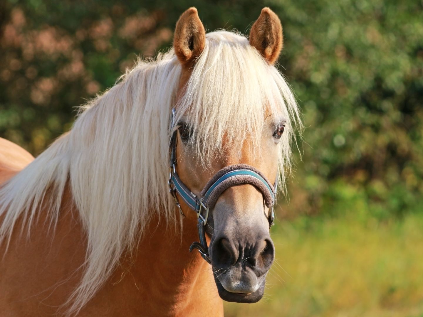 Das Pferd wurde tierärztlich versorgt.