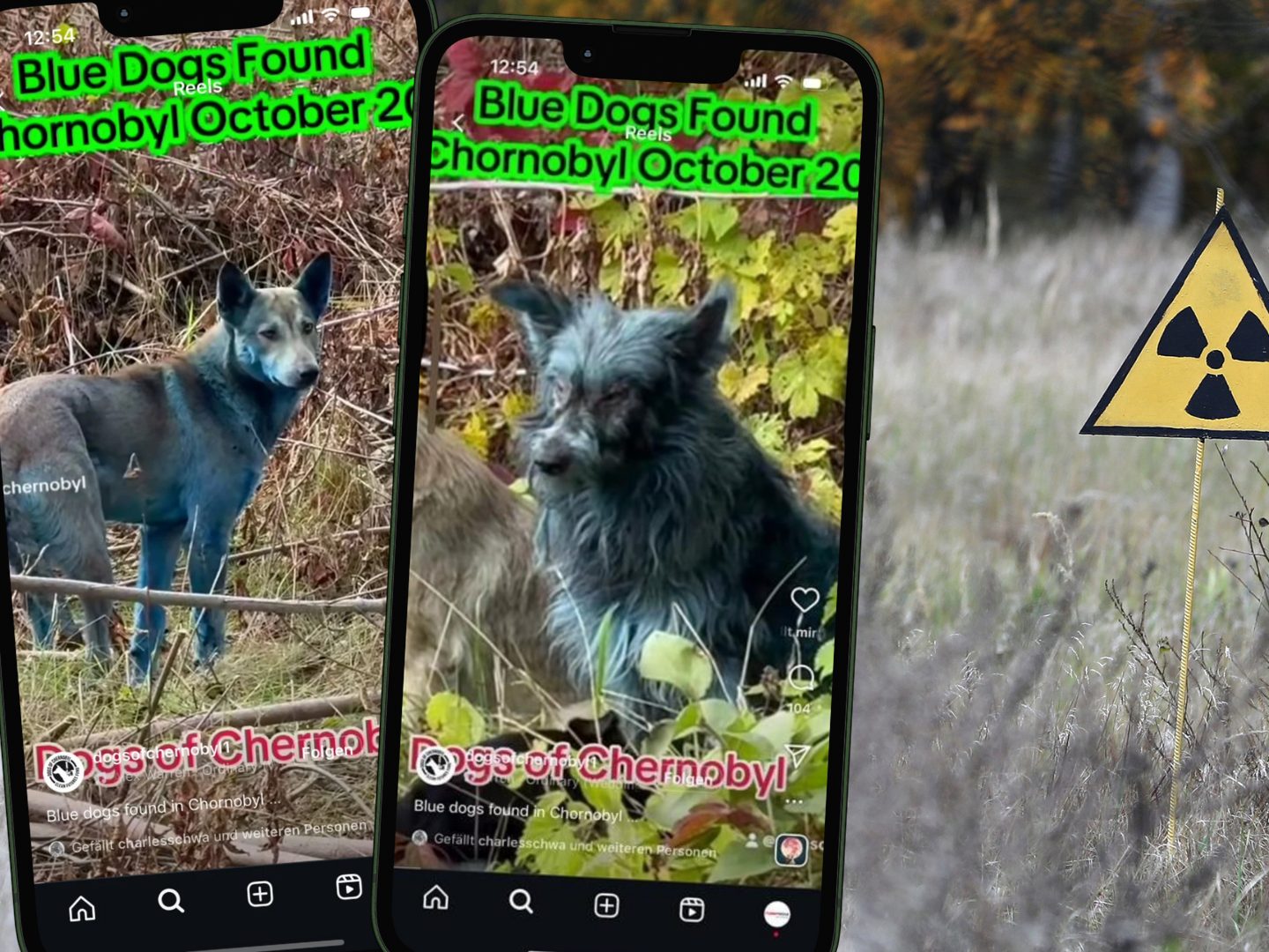 Unerklärliche Fellfarbe: Was steckt hinter den blauen Tieren in der Zone?