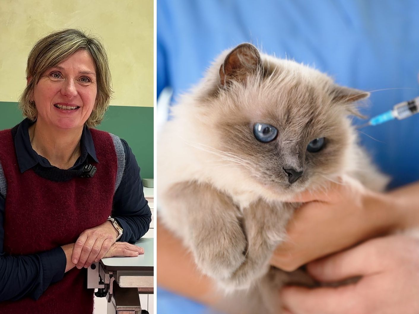 Tierärztin Tanja Warter über Gesundheit und Vorsorge bei Katzen.