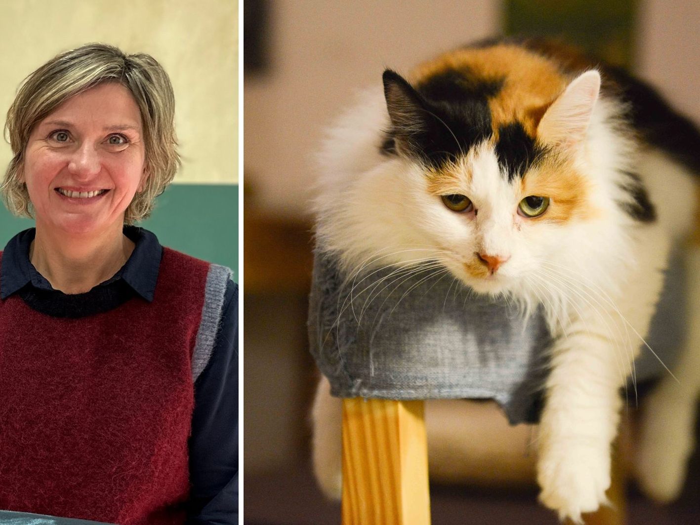 Wie kann man Hauskatzen artgerecht beschäftigen, Frau Warter?