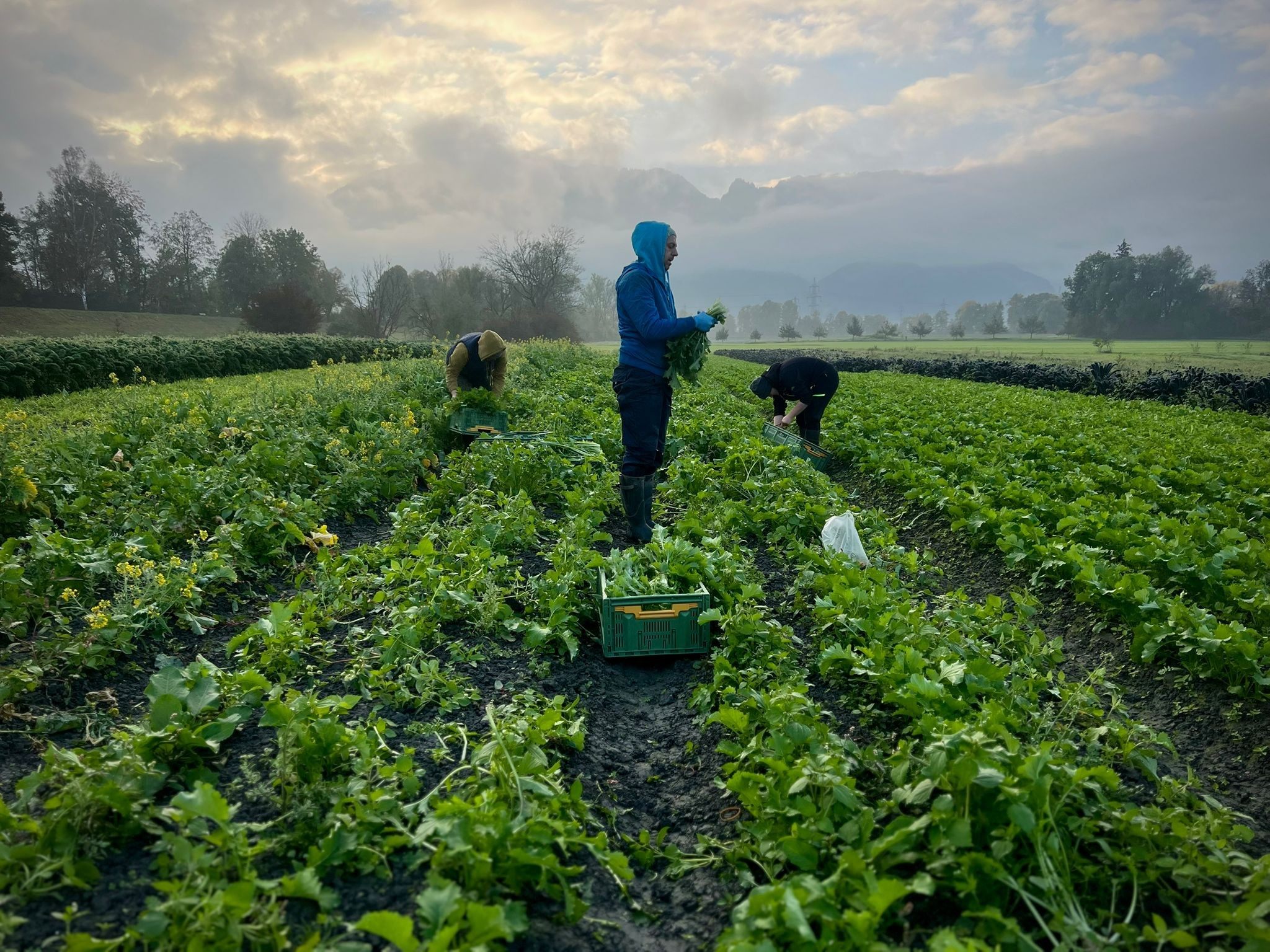 Bodenpflege durch Gemüseanbau: Zahlreiche Gemüsesorten, Kartoffeln, Getreide und Hülsenfrüchte finden in Vorarlberg beste Bedingungen vor.