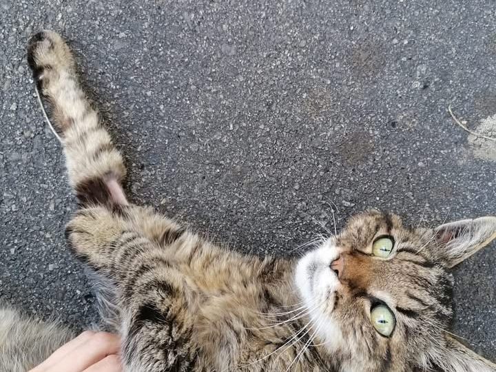 Fundkatze