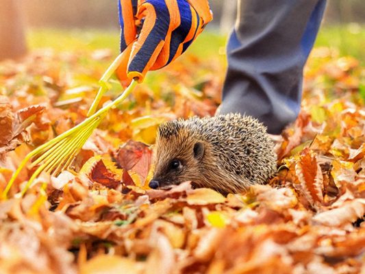 Ein unaufgeräumtes Garteneck wird im Herbst zum Paradies für viele Tiere – Laub und Äste sind wichtiger Lebensraum, nicht nur „Gartenabfall“.