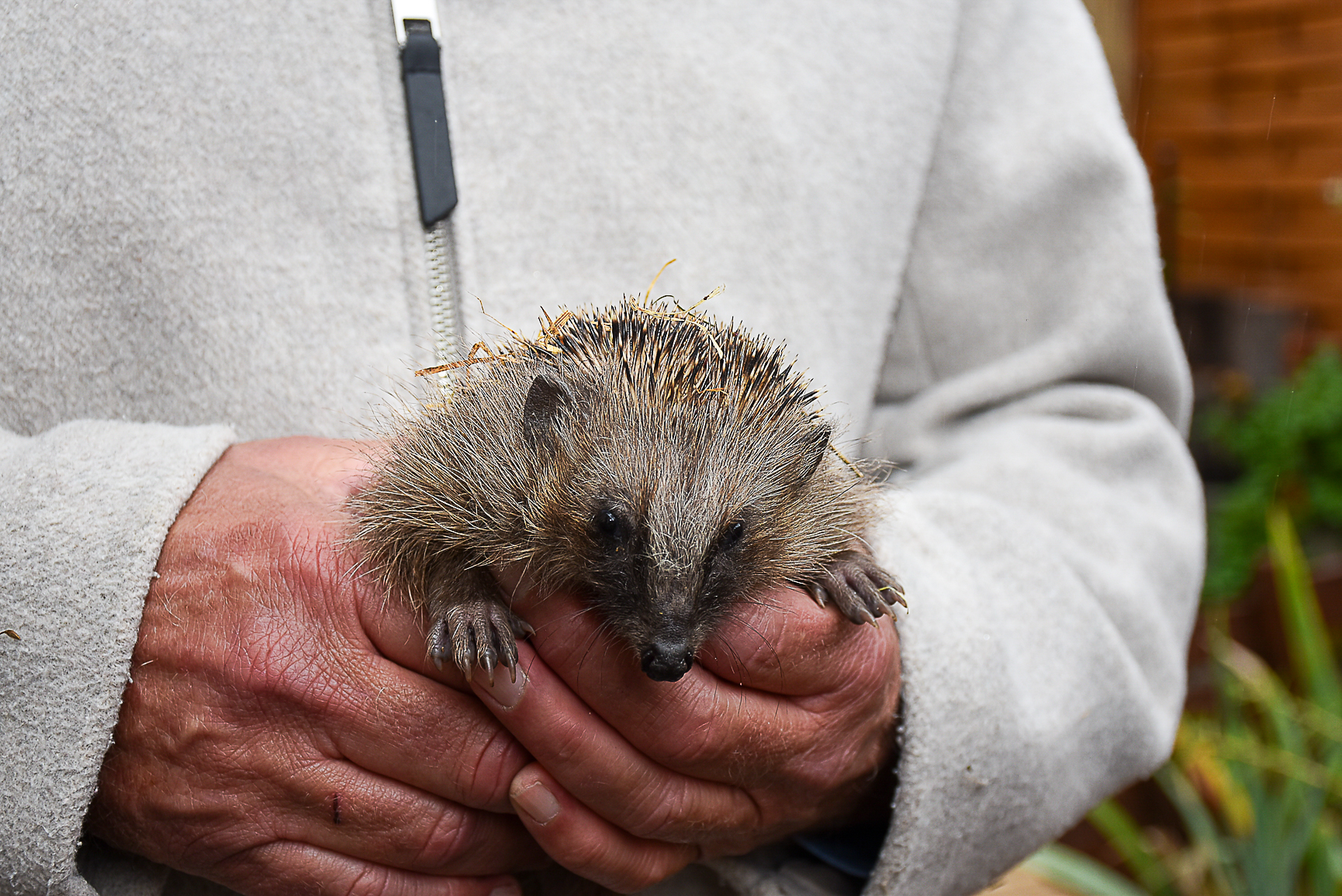 Für die Pflege der Igel werden noch helfende Hände gesucht. Für die Pflege der Igel werden noch helfende Hände gesucht.