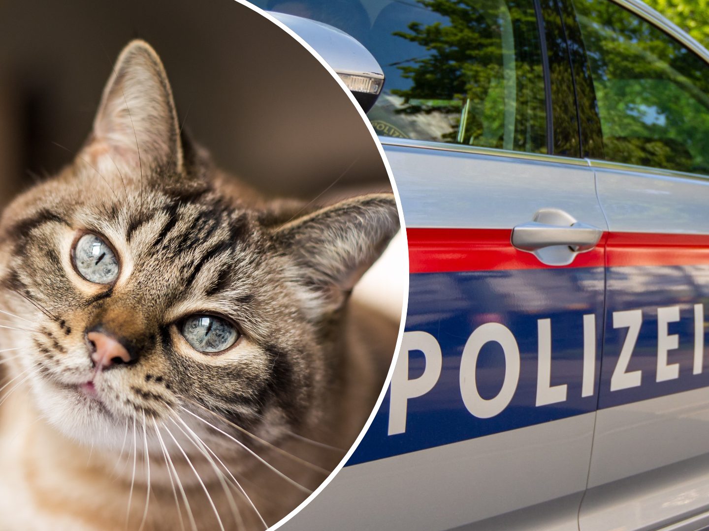 Katze enthauptet: 2.000 Euro für entscheidende Hinweise Katze enthauptet: 2.000 Euro für entscheidende Hinweise