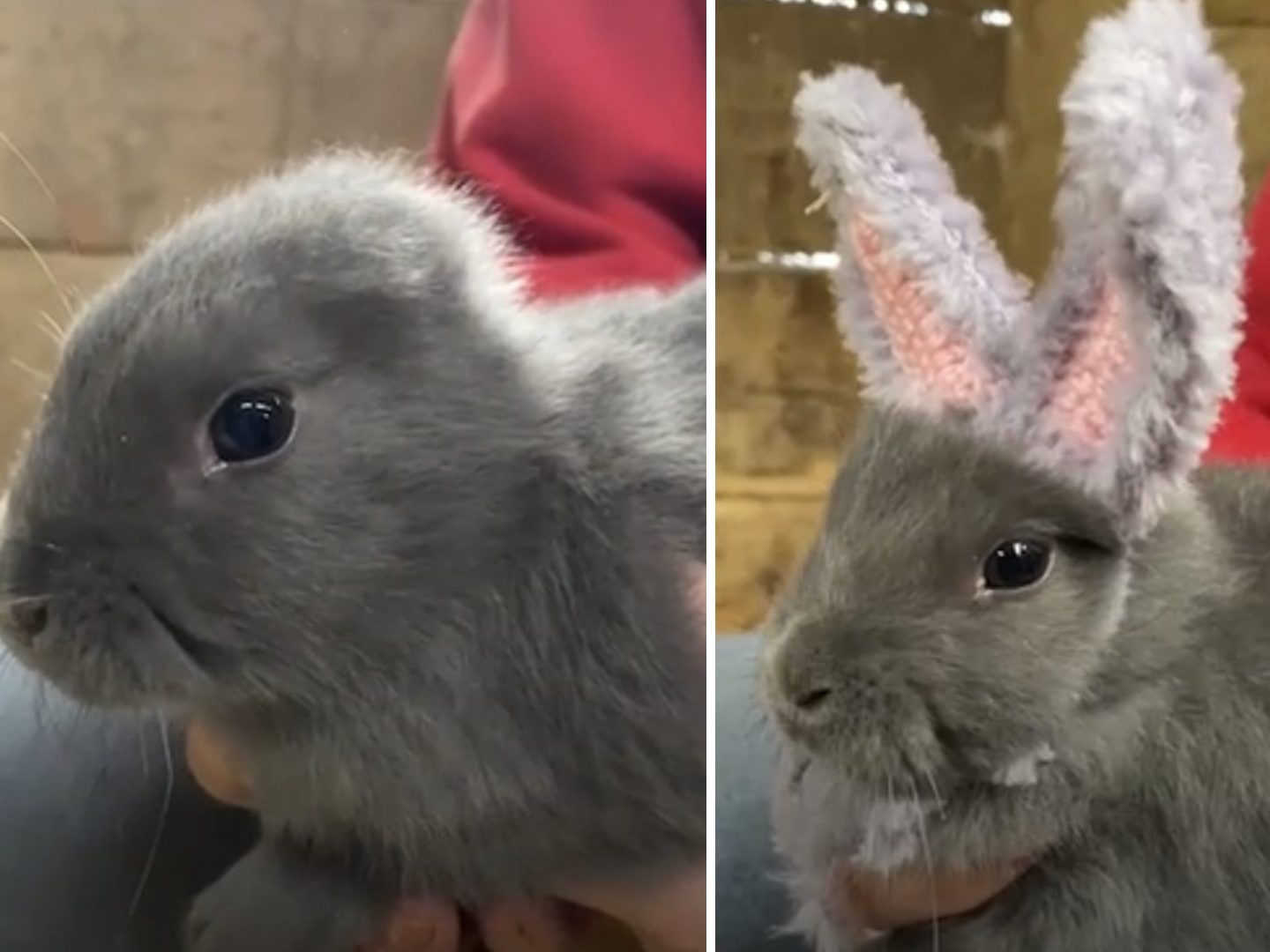 Kreativer Umgang mit Gendefekt bei Kaninchen