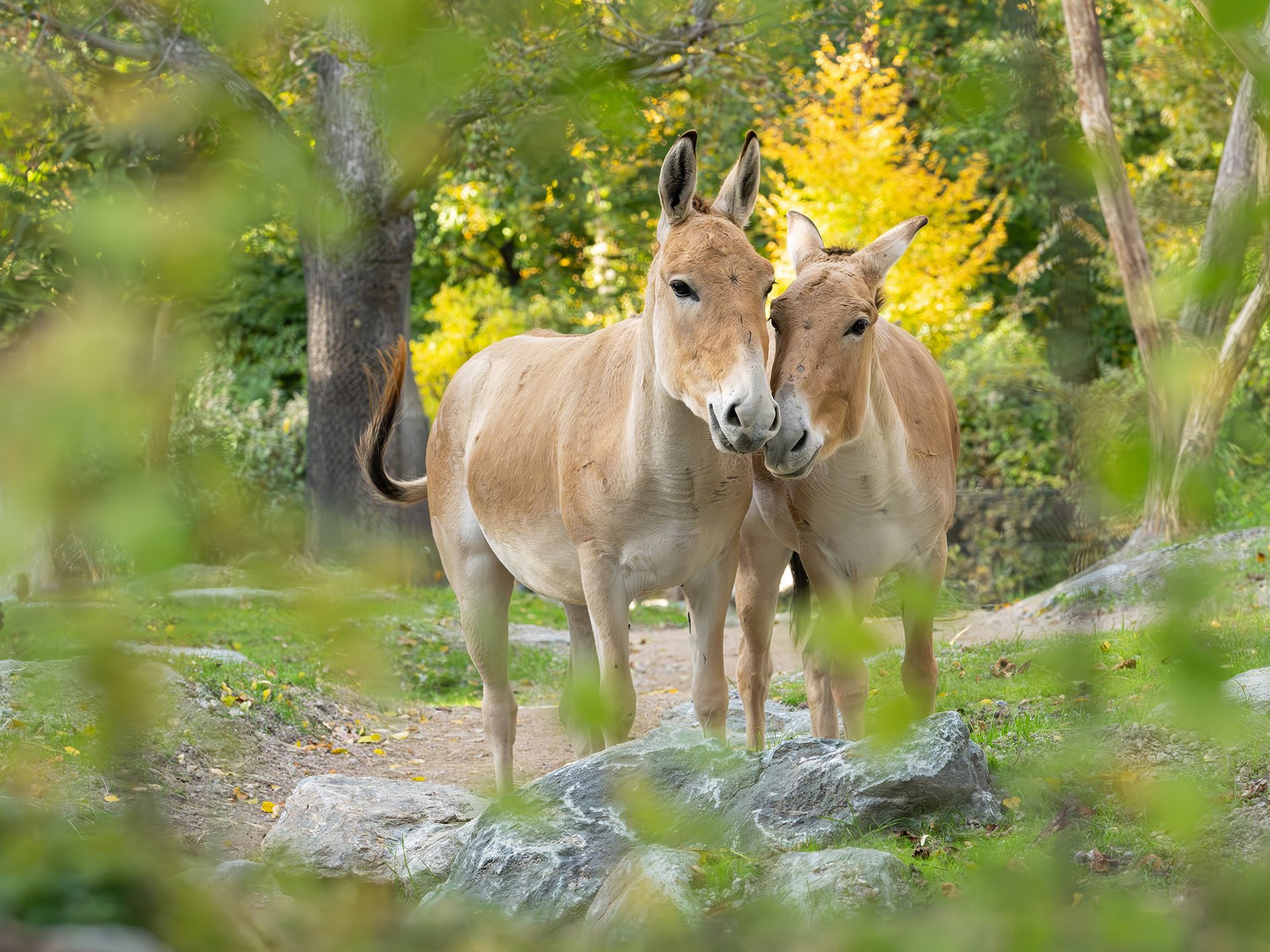 Zwei Onager für Wiener Tiergarten Schönbrunn. Zwei Onager für Wiener Tiergarten Schönbrunn.