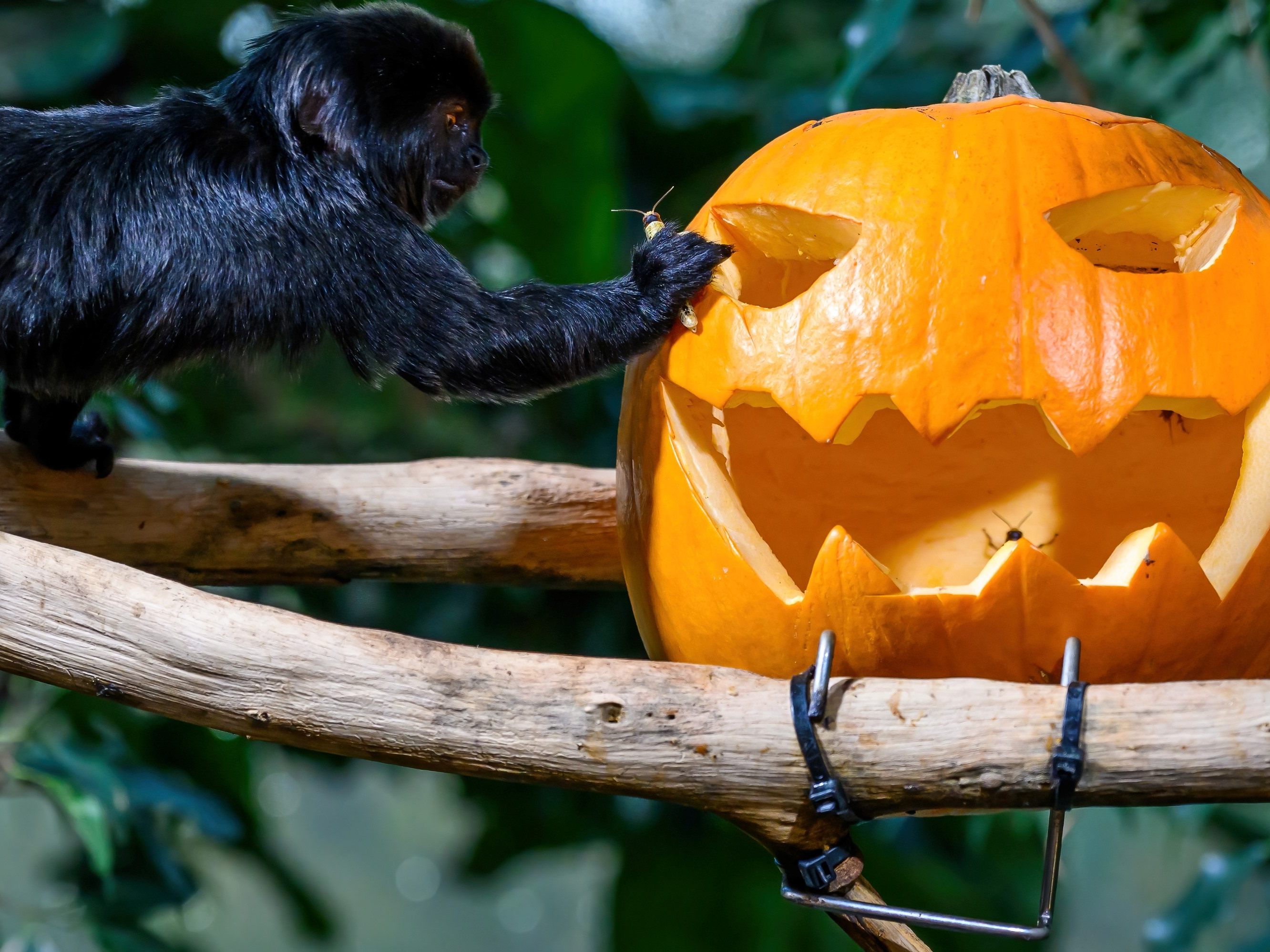 Das Programm begeistet Groß und Klein. Das Programm begeistet Groß und Klein.