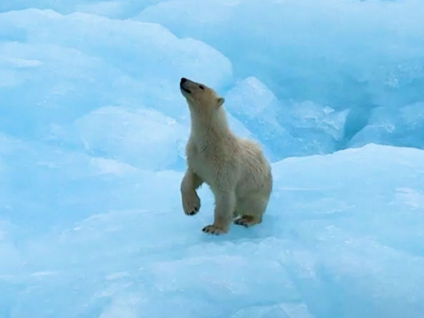 Ein Abenteurer filmte den Eisbären hautnah.
