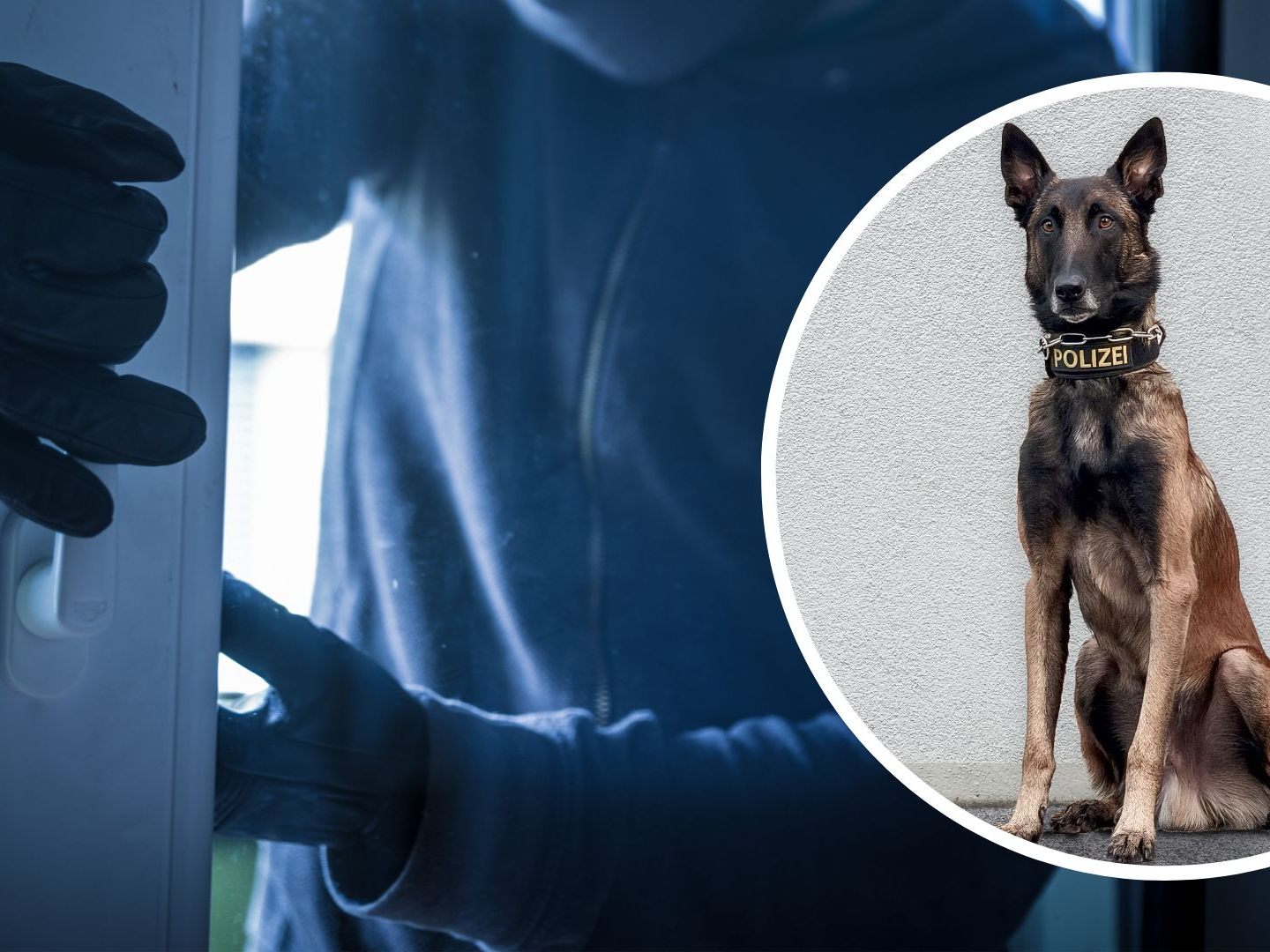 Spürnase "Chase" hatte den richtigen Riecher.