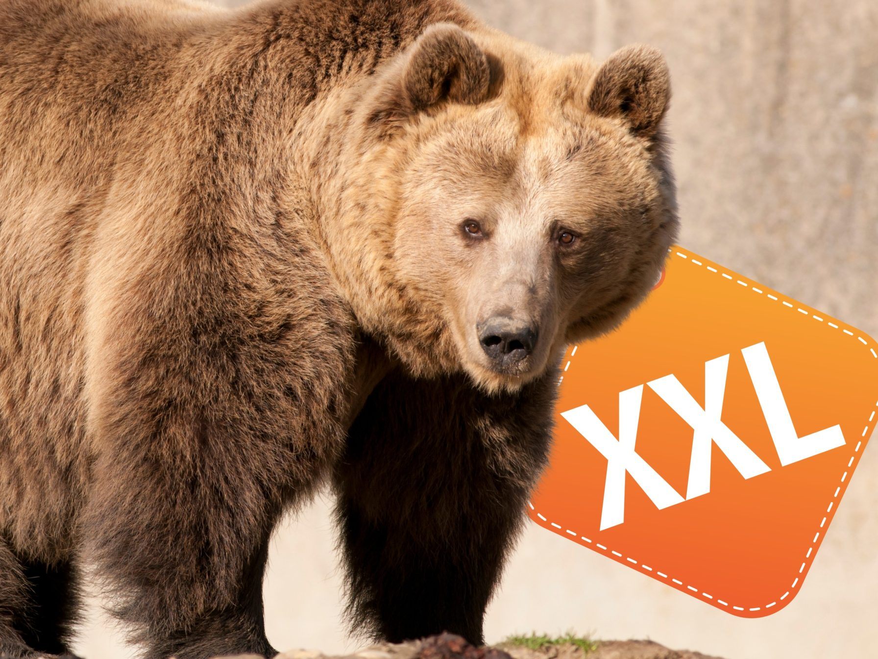 Finale des „Fat Bear“-Wettbewerbs in Alaska steht bevor