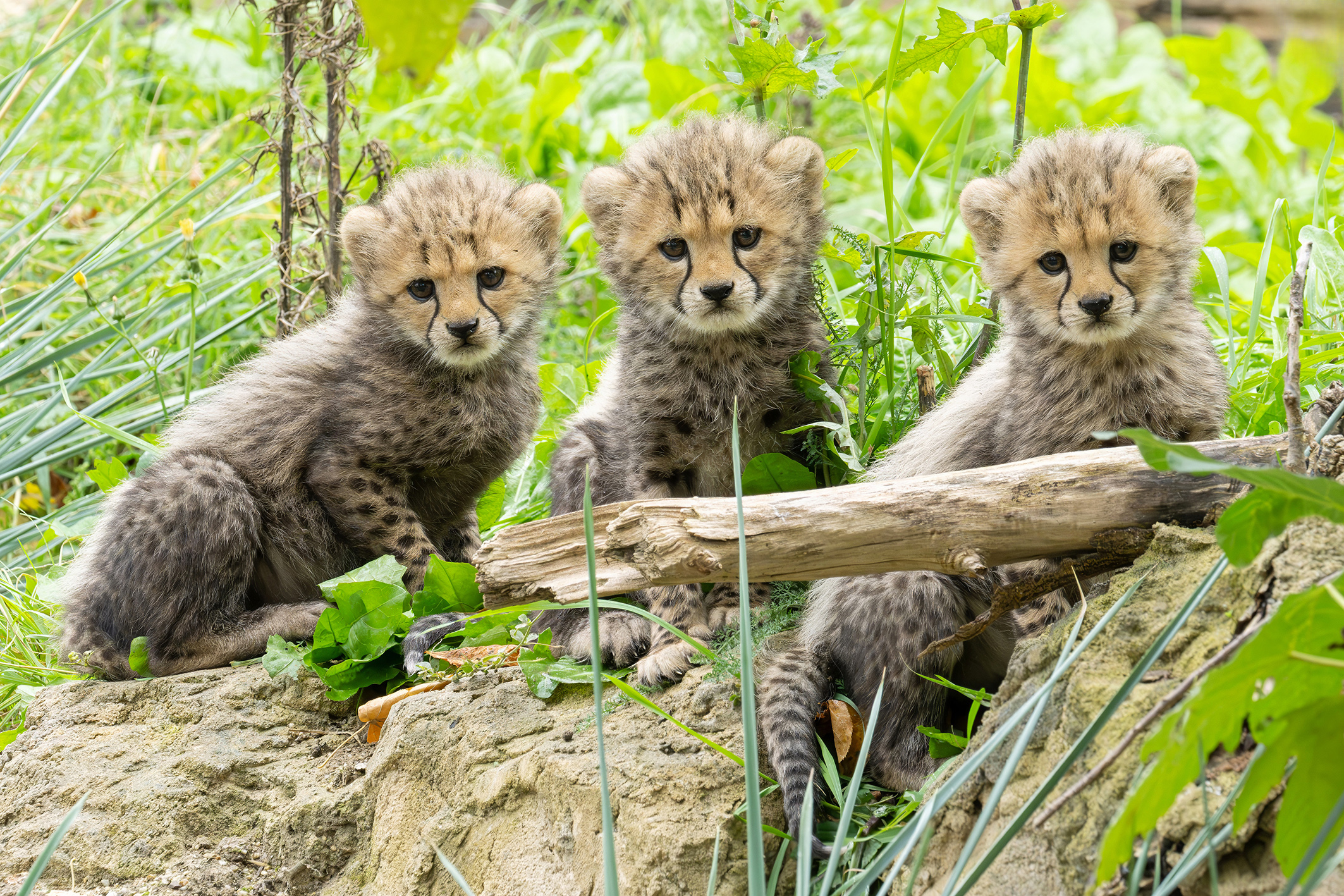 Geparden-Nachwuchs im Wiener Tiergarten Schönbrunn