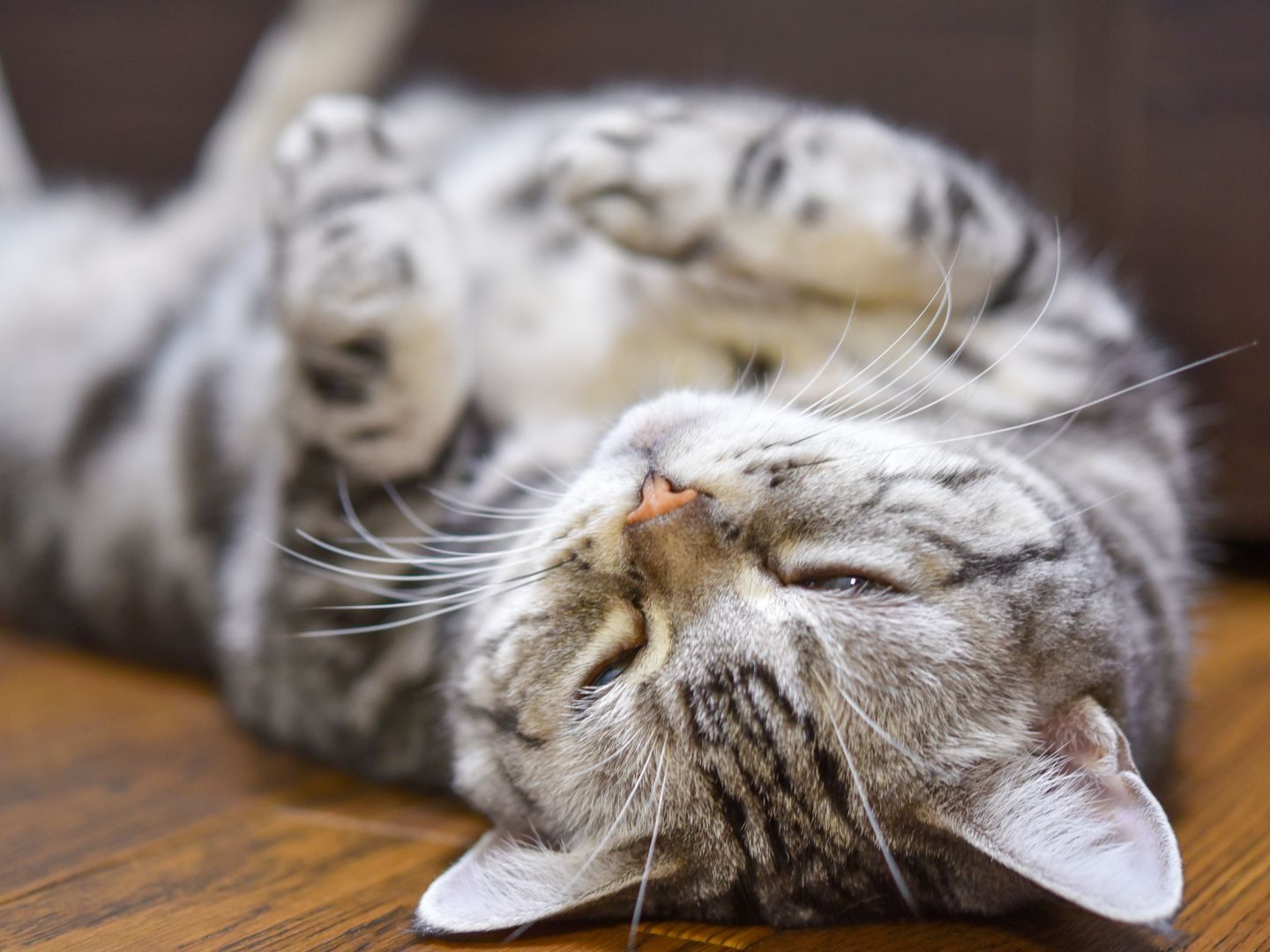 Was das Rollen einer Katze bedeutet.