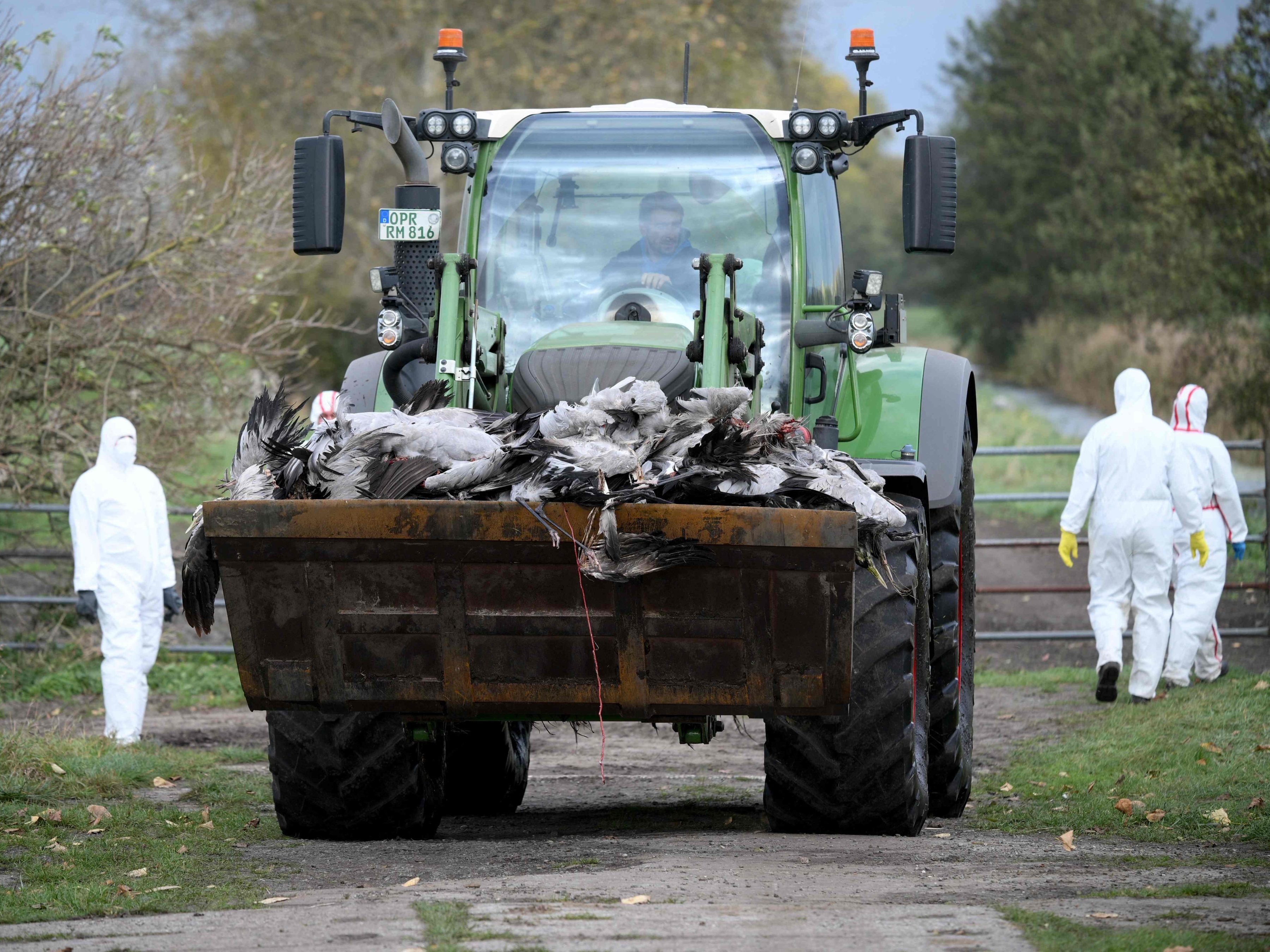 Vogelgrippe breitet sich rasch über ganz Deutschland aus.