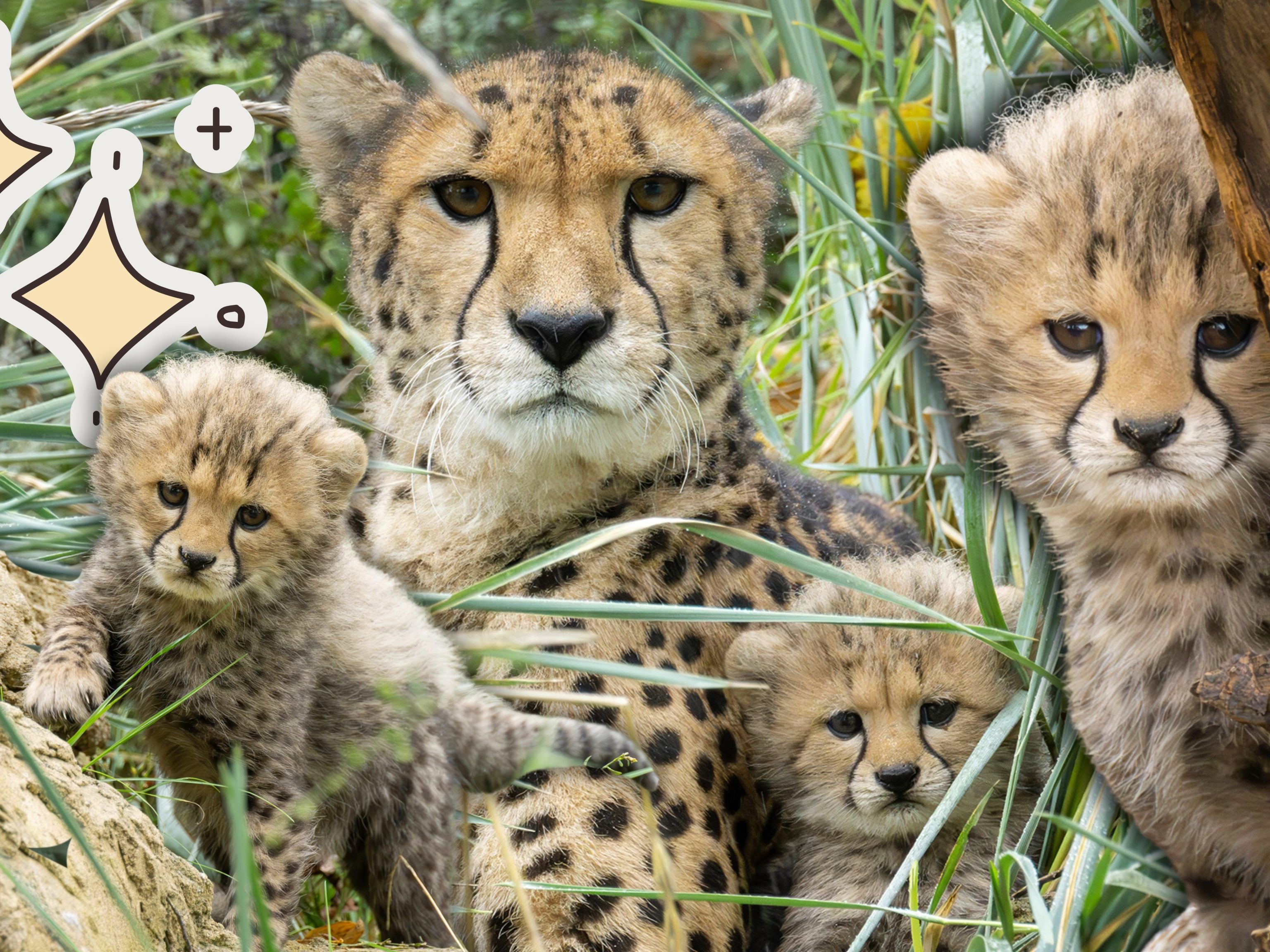 Klein, neugierig und schnell: Die neuen Gepardenkinder sind da!