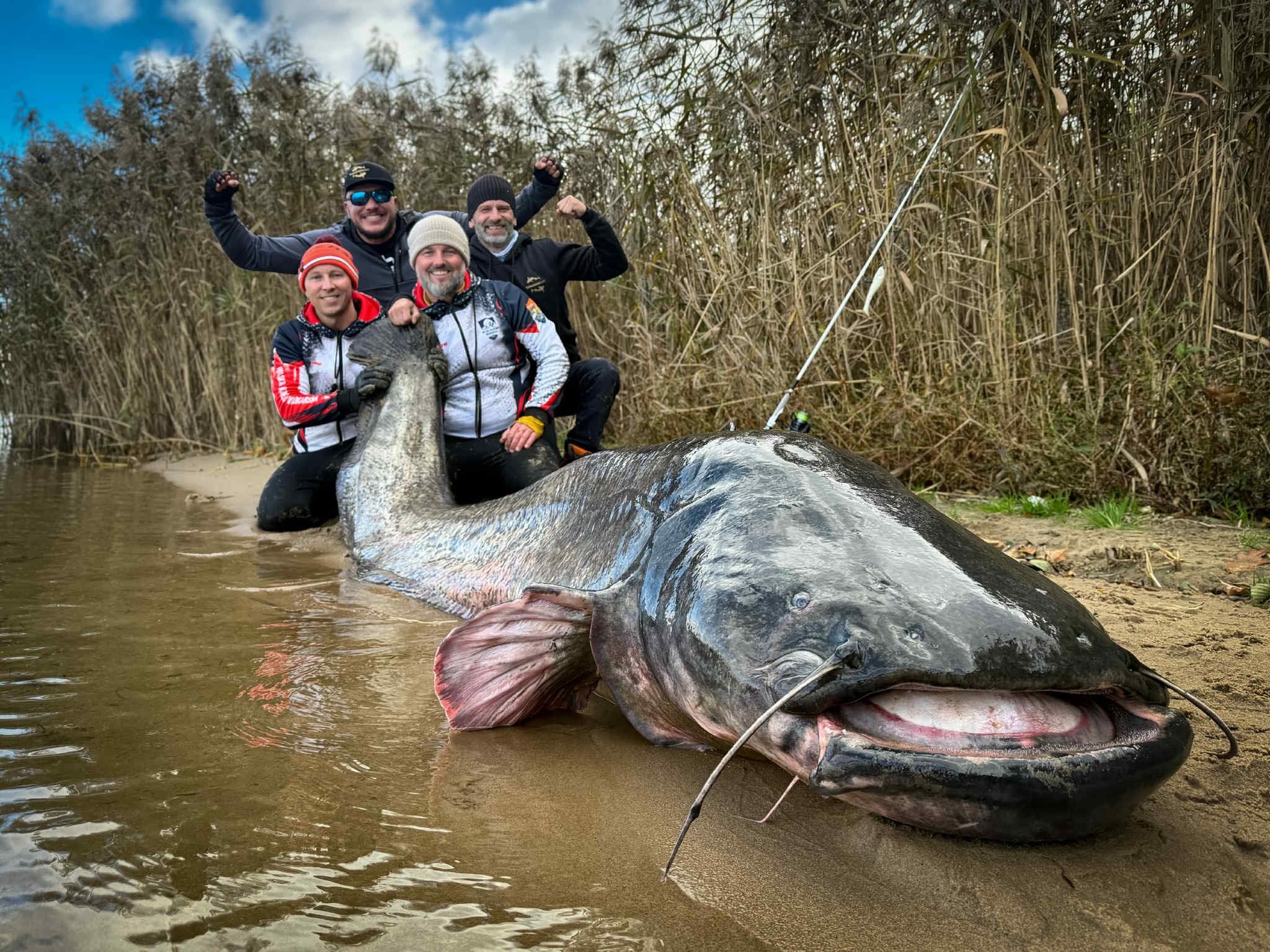 Vier überglückliche Angler präsentieren ihren Rekordfang: Ein fast 3 Meter langer Wels, gefangen beim Mikado-Cup im polnischen Rybnik-Stausee. Der Fisch wurde nach dem Vermessen wieder freigelassen. Vier überglückliche Angler präsentieren ihren Rekordfang: Ein fast 3 Meter langer Wels, gefangen beim Mikado-Cup im polnischen Rybnik-Stausee. Der Fisch wurde nach dem Vermessen wieder freigelassen.