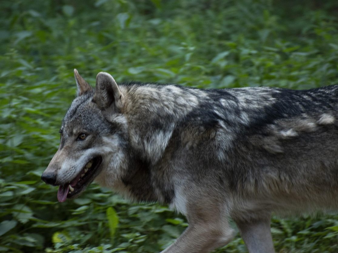 Erneut wurde in Niederösterreich ein Wolf erschossen.